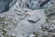 Gams unterhalb der Alpspitz-Nordwand